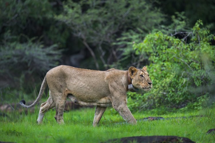 એશિયાટિક સિંહોના ‘બીજા ઘર’ બરડાને મજબૂત વહીવટી આધાર, પોરબંદર વન વિભાગનું મોટાપાયે પુનર્ગઠન