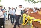 એમ્બ્રિયો ટ્રાન્સફર ટેકનોલોજીથી દૂધ ઉત્પાદકોના જીવનમાં ક્રાંતિ આવશે