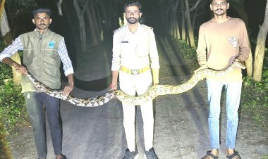સુત્રાપાડાના ખાંભા ગામે વનવિભાગે બાર ફૂટ લાંબા અજગરનું રેસ્ક્યુ કર્યું