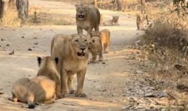 વહેલી સવારે દાતાર પર્વત પર સિંહ પરીવાર દેખાયો : વન વિભાગનો સ્ટાફ અને ટ્રેકર ટીમ દ્વારા સાવચેતીના પગલા લેવાયા