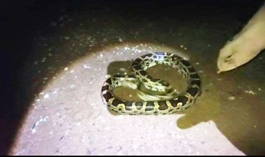 એનિમલ લવર્સ ચેરિટેબલ ટ્રસ્ટ દ્વારા એક જ દિવસમાં ચાર અજગરનું સફળ રેસ્ક્યુ કરાયું