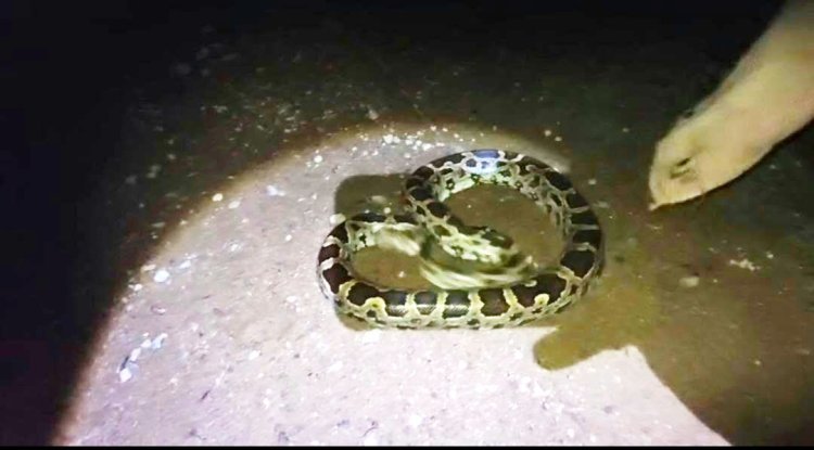 એનિમલ લવર્સ ચેરિટેબલ ટ્રસ્ટ દ્વારા એક જ દિવસમાં ચાર અજગરનું સફળ રેસ્ક્યુ કરાયું